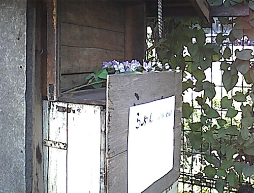屋台の花