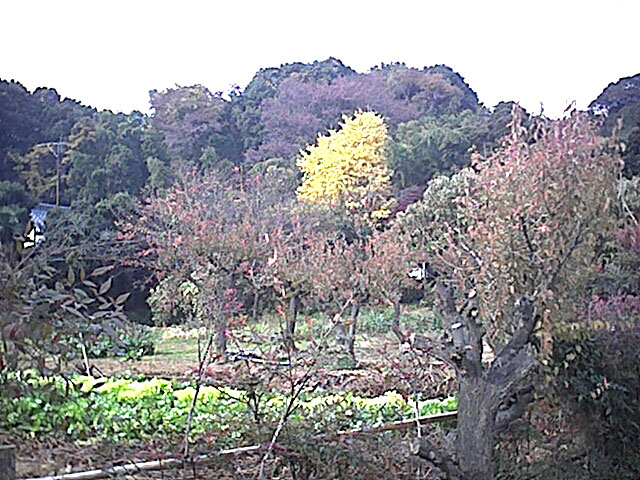 近所の紅葉