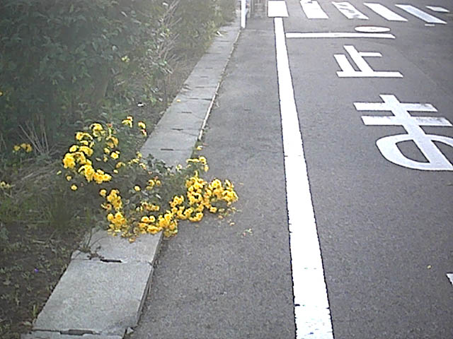 蹂躙