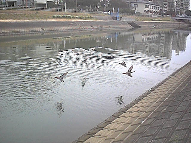 鴨