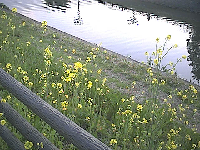 菜の花