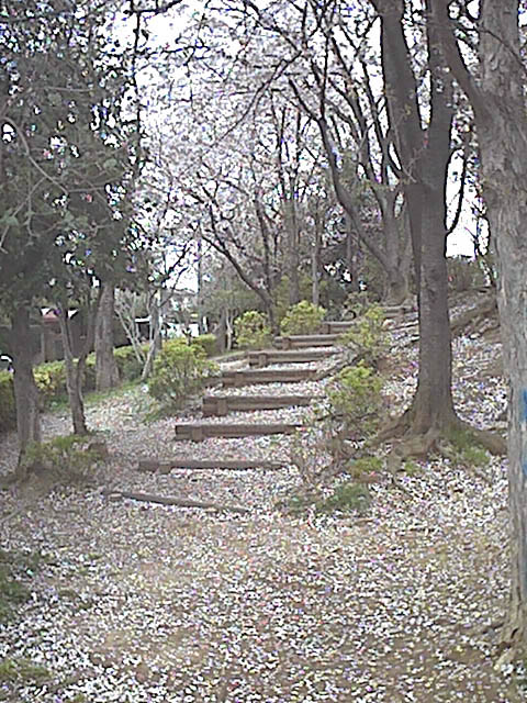 桜の樹の下には…