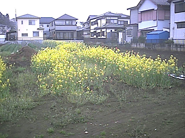 菜の花
