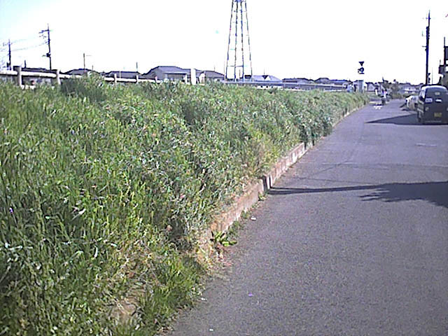 雑草の輝き