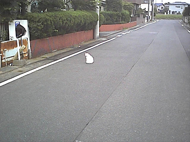 白猫