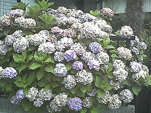 褪せる