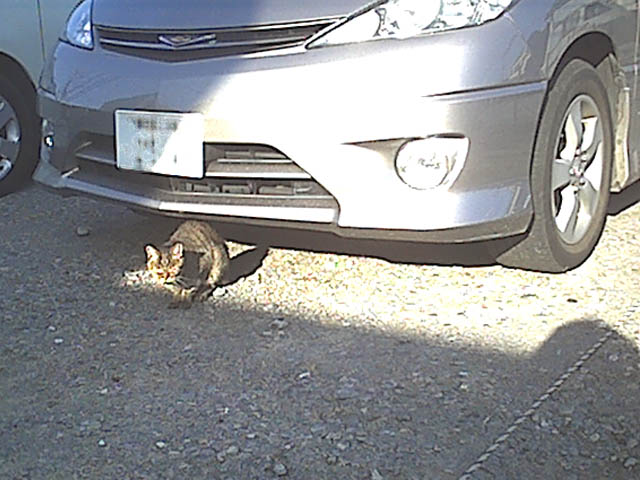 日溜り