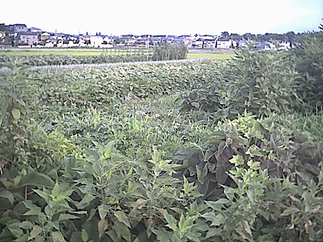 菜園