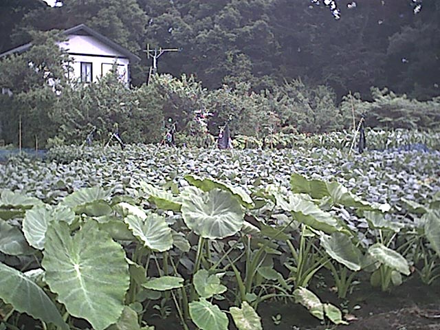 菜園２